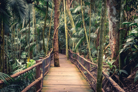 A wooden hiking trail in the tropical garden. Jardim Botanic Garden, Sao Paulo, Brazil.の写真素材