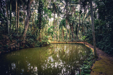 Reflection in a small lake. in the Jardim Botanical garden, Sao Paulo, Brazil.