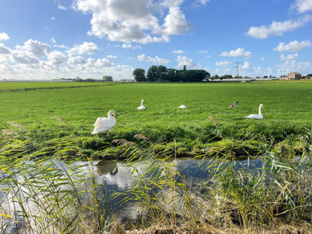 The countryside of Schipluiden, The Netherlands. with windmills and animals.の写真素材
