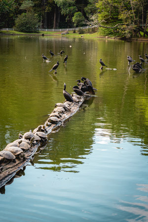 A group of Turtles on a tree in the lake, in the horto florestal Park in Sao Paulo, Brazil.の写真素材