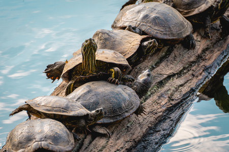 A group of Turtles on a tree in the lake, in the horto florestal Park in Sao Paulo, Brazil.の写真素材