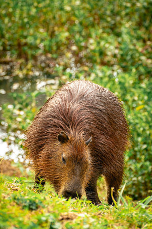 Capybaras grazing in the Horto Florestal Park in SÃ£o Paulo, Brazil.の写真素材