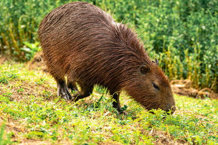 Capybaras grazing in the Horto Florestal Park in SÃ£o Paulo, Brazil.の写真素材