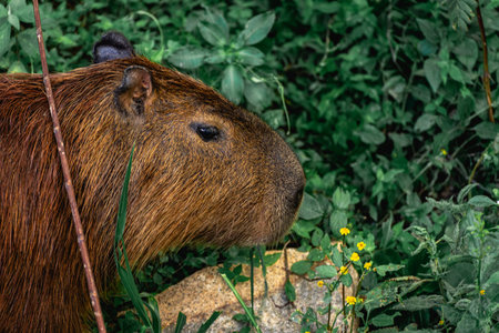 Capybaras grazing in the Horto Florestal Park in São Paulo, Brazil.の写真素材