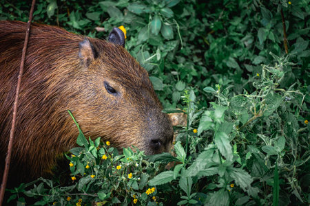 Capybaras grazing in the Horto Florestal Park in SÃ£o Paulo, Brazil.