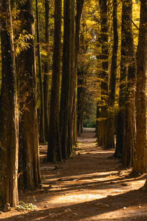 Beautiful forest in the Horto Floresta Park in Sao Paulo, Brazil.