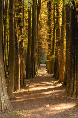 Beautiful forest in the Horto Floresta Park in Sao Paulo, Brazil.の写真素材