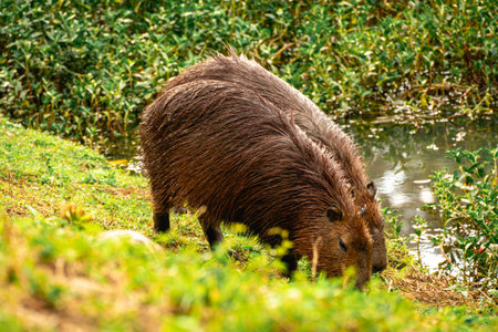Capybaras grazing in the Horto Florestal Park in SÃ£o Paulo, Brazil.