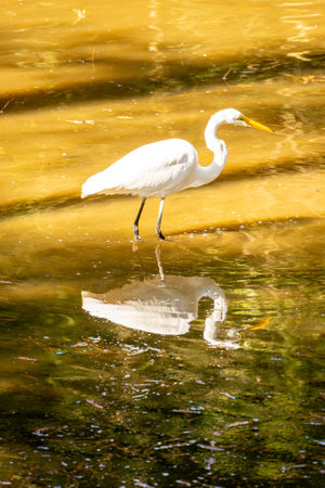 A white Heron fishing in a pond, in the Horto Floresta Park in Sao Paulo, Brazilの写真素材