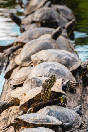 A group of Turtles on a tree in the lake, in the horto florestal Park in Sao Paulo, Brazil.の写真素材