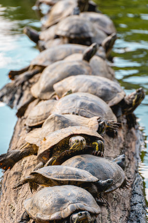 A group of Turtles on a tree in the lake, in the horto florestal Park in Sao Paulo, Brazil.の写真素材