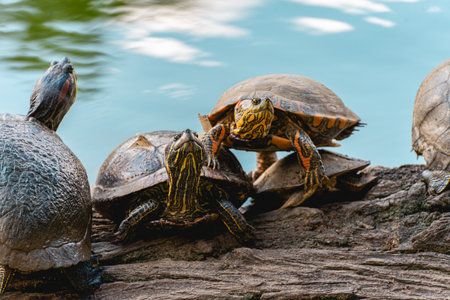 A group of Turtles on a tree in the lake.の写真素材