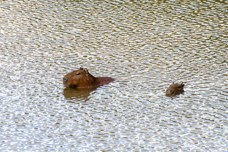 Capybaras swimming in the lake, in the Horto Florestal Park in SÃ£o Paulo, Brazil.の写真素材