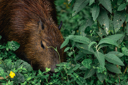 Capybaras grazing in the Horto Florestal Park in SÃ£o Paulo, Brazil.の写真素材