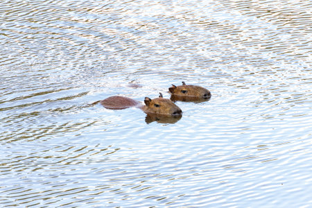 Capybaras swimming in the lake, in the Horto Florestal Park in SÃ£o Paulo, Brazil.の写真素材