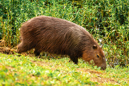 Capybaras grazing in the Horto Florestal Park in SÃ£o Paulo, Brazil.の写真素材