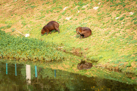 Capybaras grazing in the Horto Florestal Park in SÃ£o Paulo, Brazil.の写真素材