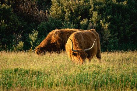 Highlander cows, in the field of Lentevreugd, Wassenaar. The Netherlands.の写真素材