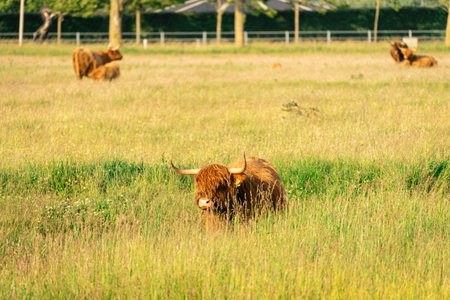 Highlander cows, in the field of Lentevreugd, Wassenaar. The Netherlands.の写真素材