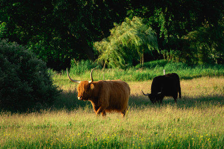 Highlander cows, in the field of Lentevreugd, Wassenaar. The Netherlands.の写真素材