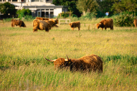 Highlander cows, in the field of Lentevreugd, Wassenaar. The Netherlands.の写真素材