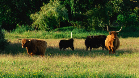Highlander cows, in the field of Lentevreugd, Wassenaar. The Netherlands.の写真素材