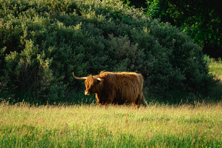 Highlander cows, in the field of Lentevreugd, Wassenaar. The Netherlands.の写真素材