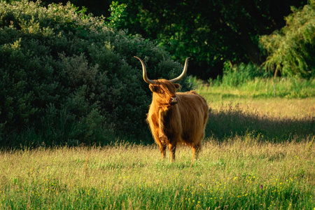 Highlander cows, in the field of Lentevreugd, Wassenaar. The Netherlands.の写真素材