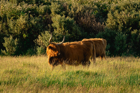 Highlander cows, in the field of Lentevreugd, Wassenaar. The Netherlands.の写真素材