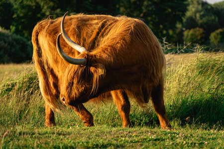 Close up from a Highlander cow. In the fields of Lentevreugd, Wassenaar. TheNetherlands.の写真素材