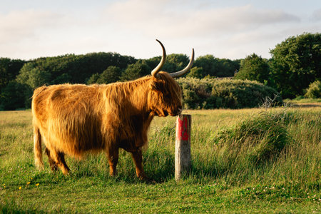 Close up from a Highlander cow. In the fields of Lentevreugd, Wassenaar. TheNetherlands.の写真素材