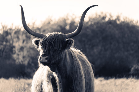 Portrait of a Highlander cow in black and white. In the fields of Wassenaar, The Netherlands.の写真素材