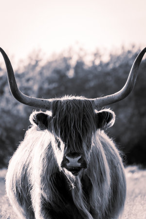 Portrait of a Highlander cow in black and white. In the fields of Wassenaar, The Netherlands.の写真素材