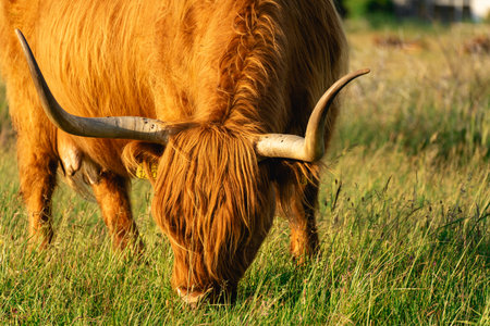 Close up from a Highlander cow. In the fields of Lentevreugd, Wassenaar. TheNetherlands.の写真素材