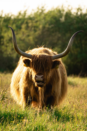 Portrait of a Highlander cow. In the fields of Wassenaar, The Netherlands.