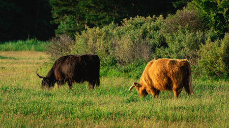 Black and brown Highlander cows, grazing in the field of Lentevreugd, Wassenaar. TheNetherlands.