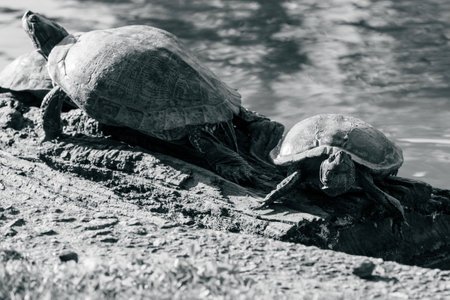 Turtles in the National Park Horto Florestal. Sao Paulo, Brazil.の写真素材
