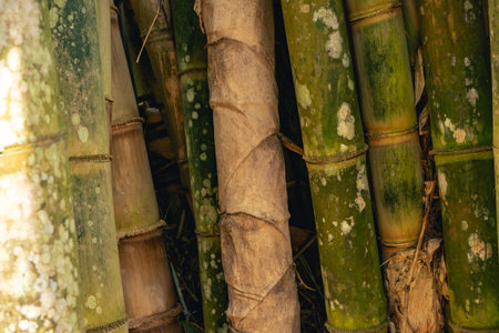 Close up Bambu trees, in the National Park Horto Florestal, Sao Paulo, Brazil.の写真素材