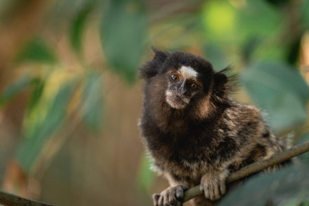 Little monkey's in the National Park Horto Florestal. Sao Paulo, Brazil.