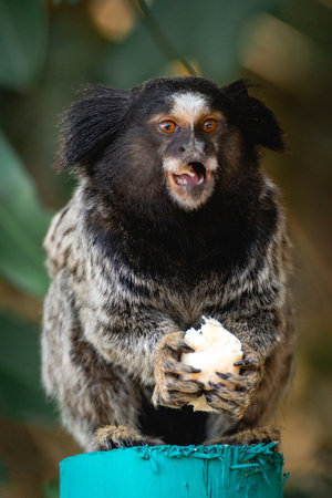 Little monkey eating a piece of banana. Horto Florestal National Park. Sao Paulo, Brazil.の写真素材