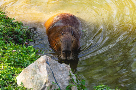 Capybara in the Horto Florestal National park in Sao Paulo, Brazil
