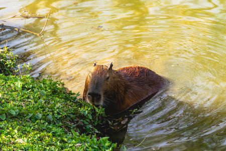 Cabibara in the Horto Florestal National park in Sao Paulo, Brazil