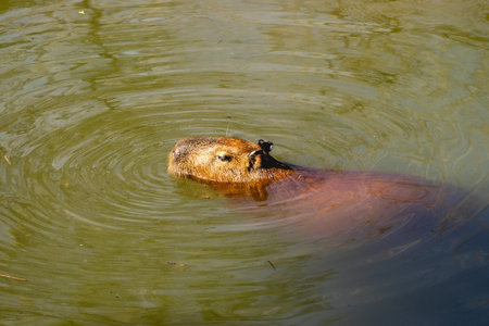 Capybara in the Horto Florestal park in Sao Paulo, Brazil