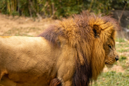 A male lion in the zoo, in Brazil.
