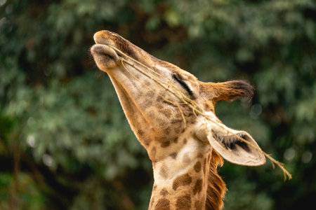 Close up of a giraffe in the zoo, in Brazilの写真素材