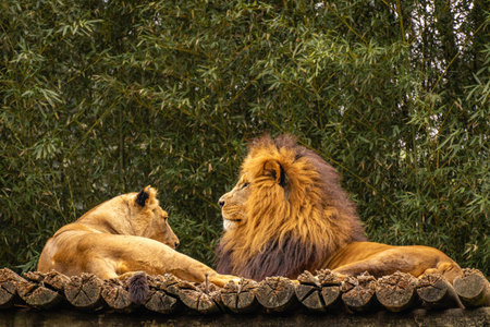 A family of Lions in a zoo.の写真素材