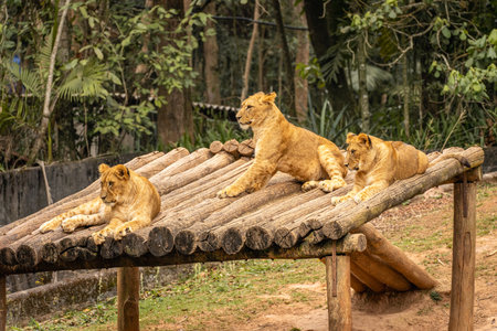 Young lion cubs in the zoo.の写真素材