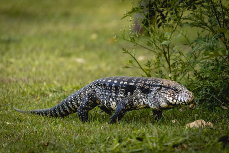 Black and white tegu lizard (Salvator merianae) walking on grass in SÃ£o Paulo, Brazil