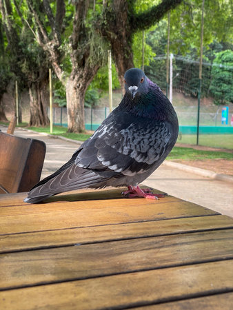 A pigeon on a picnic table outside in the park.の写真素材
