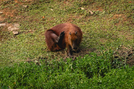 A capybara in a national park in the north part of Sao Paulo, Brazil.の写真素材